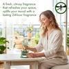 image:imageMajestic Pure Citronella Eucalyptus amp Lemongrass Reed Diffuser for Home Bathroom amp Office  Natural Aromatherapy Air Freshener with Reed Sticks amp Dried Flower 34 fl ozCitronella  Eucalyptus