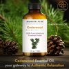 image:imageMajestic Pure Tea Tree Essential Oil for Diffuser  4 Fl OzCedarwood