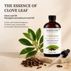image:imageMajestic Pure Tea Tree Essential Oil for Diffuser  4 Fl OzClove