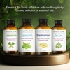 image:imageMajestic Pure Tea Tree Essential Oil for Diffuser  4 Fl OzLavender