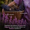 image:imageMajestic Pure Tea Tree Essential Oil for Diffuser  4 Fl OzLavender