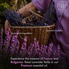 image:imageMajestic Pure Tea Tree Essential Oil for Diffuser  4 Fl OzLavender