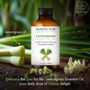 image:imageMajestic Pure Tea Tree Essential Oil for Diffuser  4 Fl OzLemongrass