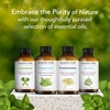 image:imageMajestic Pure Tea Tree Essential Oil for Diffuser  4 Fl OzPeppermint