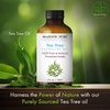 image:imageMajestic Pure Tea Tree Essential Oil for Diffuser  4 Fl OzTea Tree