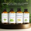 image:imageMajestic Pure Tea Tree Essential Oil for Diffuser  4 Fl OzTea Tree