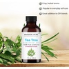 image:imageMajestic Pure Tea Tree Essential Oil for Diffuser  4 Fl OzTea Tree