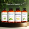 image:imageMajestic Pure Tea Tree Essential Oil for Diffuser  4 Fl OzTea Tree