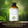 image:imageMajestic Pure Tea Tree Essential Oil for Diffuser  4 Fl OzTea Tree