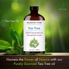 image:imageMajestic Pure Frankincense Essential Oil for Diffuser  1 Fl OzTea Tree